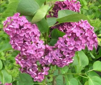 Flieder lila Blüte 'Andenken an Ludwig Späth' - Syringa vulgaris Andenken an Ludwig Späth Containerware 60-100 cm hoch - Garten von Ehren®