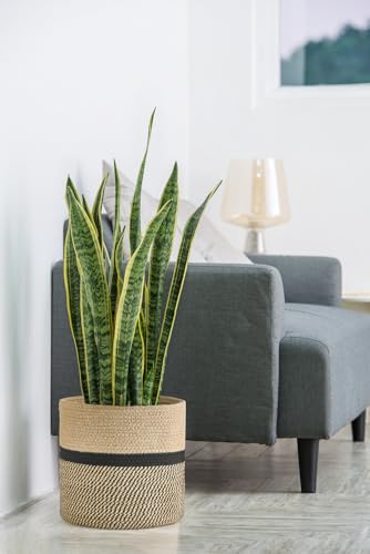 Image of Dahey Jute Rope Plant Basket Modern Woven Storage Basket for 12 inch Indoor Planter, Decorative Flower Pots Cover Laundry Bin with Handle Rustic Home Decor, Black