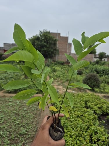 Image of Healthy Live Sareefa (Custard Apple /Sharifa) Fruit Plant - Sweet Variety Live Fruit Tree for Home, Garden & Balcony