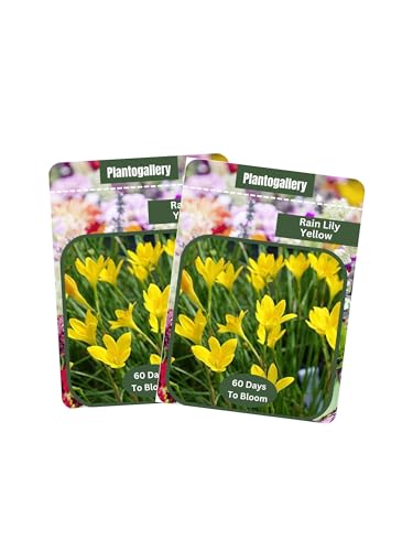 Plantogallery Rain Lily Yellow Flower Seeds Pack Of 2pkt (B0CYWSMMF7) Amazon Price History, Amazon Price Tracker
