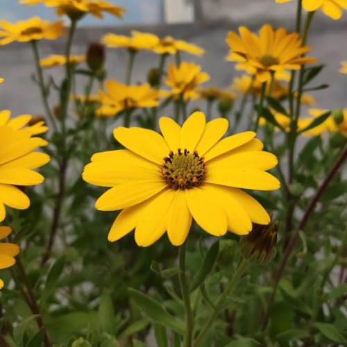 semillas de margarita - interior jardín resistentes 550pcs