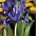 Burpee Harmony Iris Reticulata | 15 Large Flowering Fall Bulbs for Planting, Purple