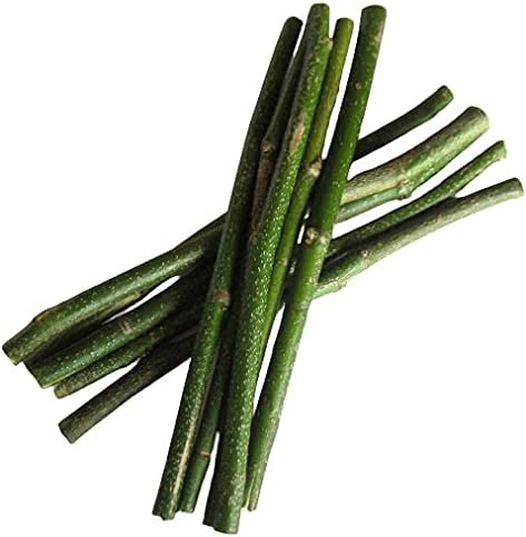 Datun Paper Toothbrush Buy Lata KARANJ (करंज) Tooth Cleaning Datun/Twig/Datwan/Stick - 50pcs ...