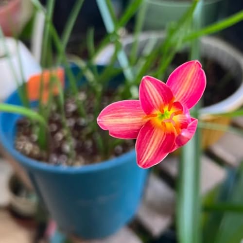 bulbos de zephyranthes - Plantas de otoño de floración resistente Zephyranthes candida decoración de flores, plantas de interior bulbos de flores de floración temprana bulbos de 6pcs
