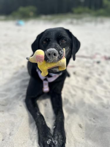 JosiDog Game in Sauce (12 x 415 g) | Adult | Premium Nassfutter für ausgewachsene Hunde | mit Wild in Sauce mit Vitamin D3 & E | Powered by JOSERA | Hundefutter nass | Alleinfutter | 12er Pack