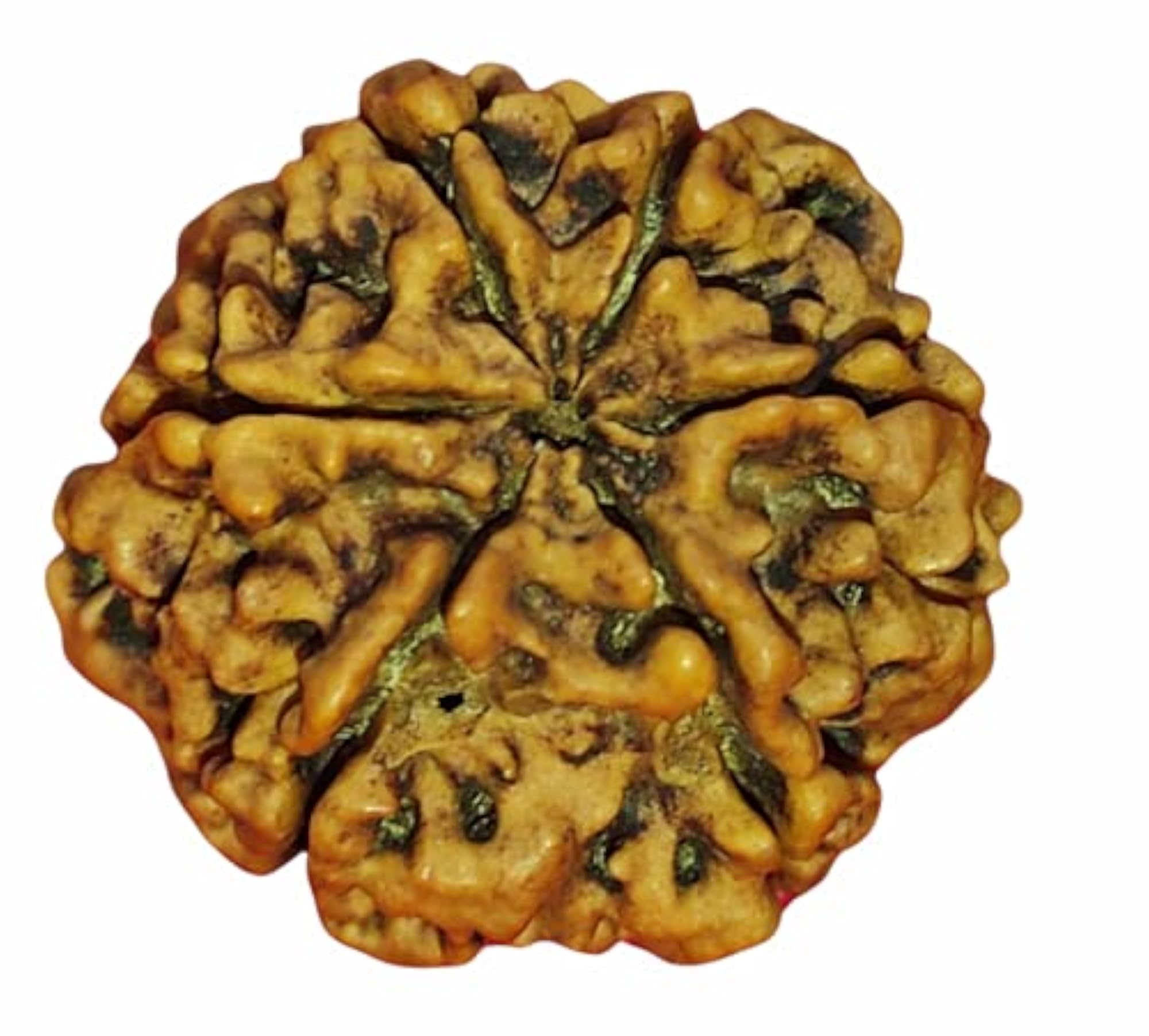 Certified 6 Mukhi Nepali Rudraksha Bead