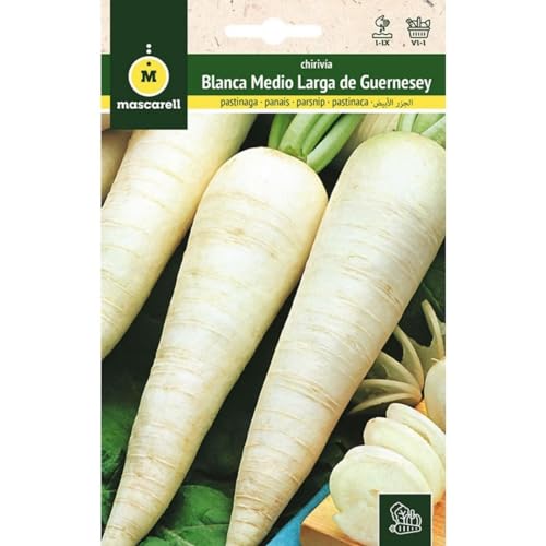 Mascarell Semillas, CHIRIVÍA, Semillas Huerto, CHIRIVIA BLANCA MEDIO LARGA DE GUERNESEY, Crea tu Propio Huerto Urbano y Cultivo en Casa, Plantas Hortícolas, 5 Gramos