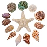 Adornos de conchas marinas: usos amplios, este adorno se puede aplicar como decoración del hogar, decoración artesanal, juguetes para jugar a mano, etc., kit de relleno de estrellas de mar