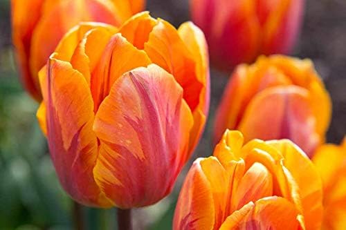 Floriculture Greens Flower Bulbs Tulip Imported Flower Bulbs For Gardening (Orange, Pack of 6 Bulbs)