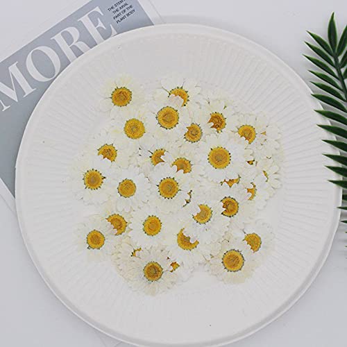 Flores prensadas margarita blanca secas naturales 100 piezas miniatura 4