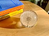 NouvoCrescent Real Dandelion Paperweight - Home Decor Crystal Resin Ball 2.75in (70mm) - Clear Resin Dandelion Flower Globe for Special Days - Sphere Figurine Office Paperweight w/Flat Bottom