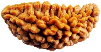 Vado Rudraksha Beads Real Lab Certified 1 to 21 Mukhi with Certificate 1 Mukhi