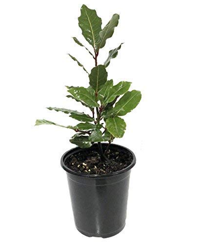 Eunivus Live Bay Laurel