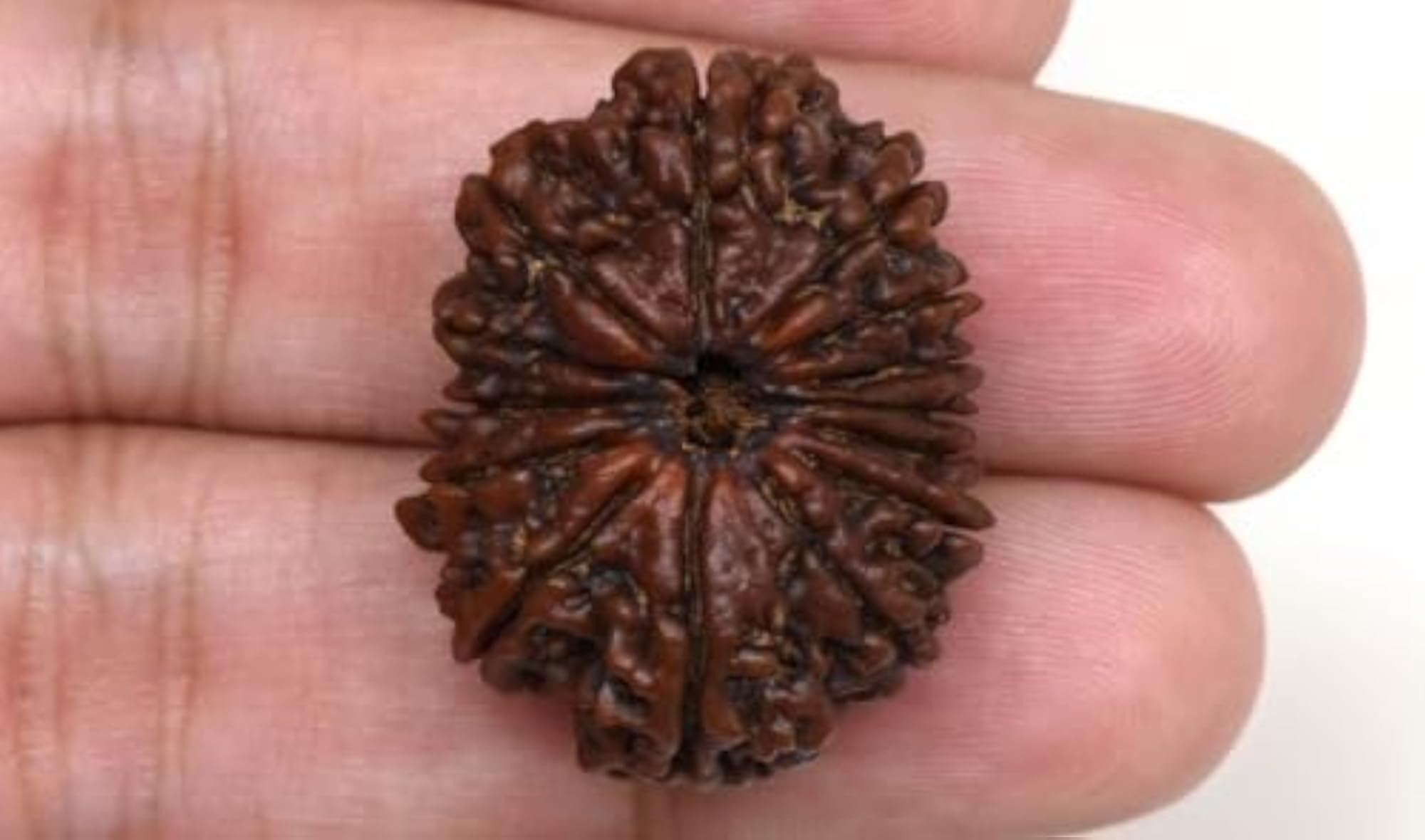 14 Mukhi Rudraksha, Original Certified Nepali