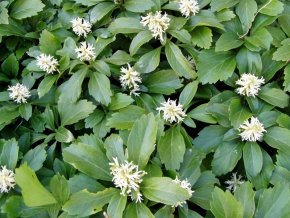 Dickmännchen Pflanzen für den Garten 24 Stück Schattengrün Set