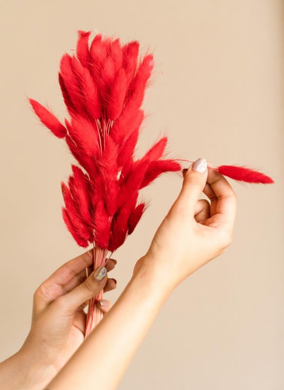 CLOUD INDIA Decorative Bunny Tails Naturally Dried Flower for Vase Filler for Home Decor|Indoor |Office Decor (Red, 50 Stem)-picture-27