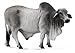 CollectA 88579 Grey Polled Brahman Bull, 5.3