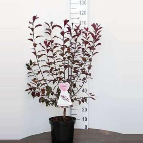 Prunus cistena - Prunier/Cerisier Des Sables À Feuilles Pourpres, 60-80 cm en pot
