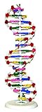 Vision Scientific VADNA1 DNA Model(25 x 8 inches) | Mounted on Rotatable, Circular Stand | Made of Durable and Colorful PVC | Phosphate can be Removed