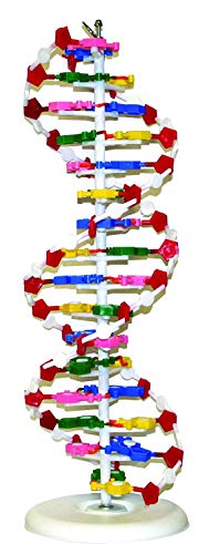 Vision Scientific VADNA1 DNA Model(25 x 8 inches) | Mounted on Rotatable, Cir...