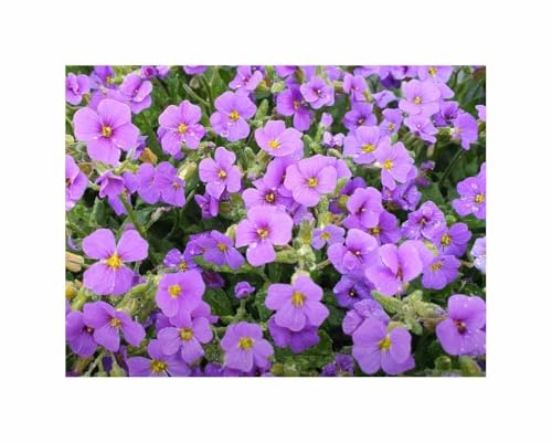 Stk - 30x Blaukissen Aubretia Mix Aubrieta hybrida Blumen Garten Pflanzen -...