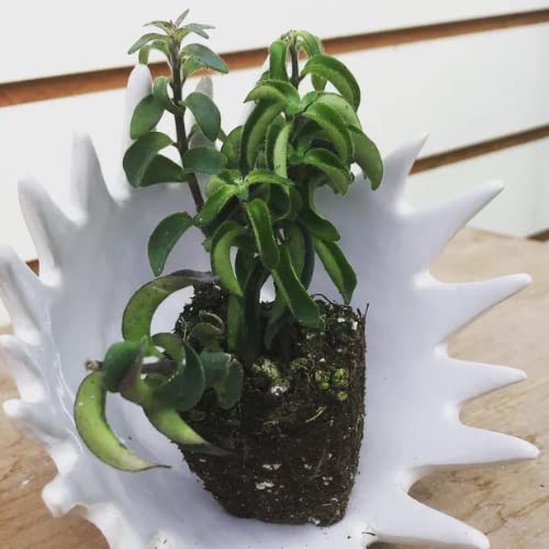 1 Red Lipstick Plant Live Plug - Starter Plant for Growing Houseplant 1 Red Lipstick Plant Live Plug - Starter Plant for Growing Houseplant