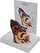 Teaching Model Tools,Dog Ear Anatomy Model Normal and Infected Health Pathological Ear Model for Classroom Demonstration Tools Teacher Props 2 Sides of Dog Ear