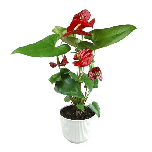Altman Plants Red Anthurium Live Plant Decor in 6 Inch