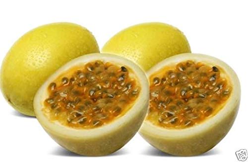 Portal Cool Las Semillas de maracuyá Panamã¡ Oro de Oro Grande Fruta Dulce