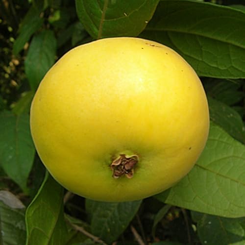 Muda de Araçá Boi Fruta Yogurte Araçá Boi Verdadeiro