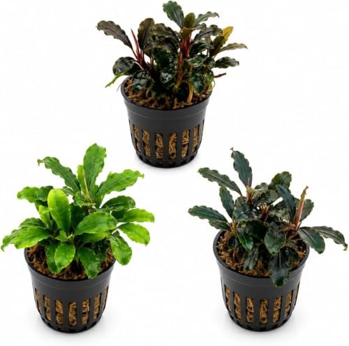 AquaBreedingSkill Set aus 3 Stück Aquarium Pflanzen Echt Set – Anubias, Microsorum – Lebende Wasserpflanzen – Pflegeleicht ideal für Fische & Garnelen – mit Pflanzenpass (Bucephala
