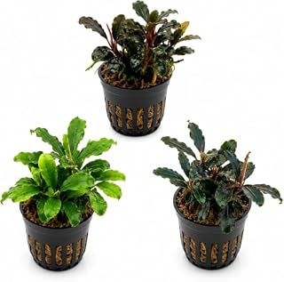Aqua Breeding Skill lot de 3 bucephalandra vivantes en mix