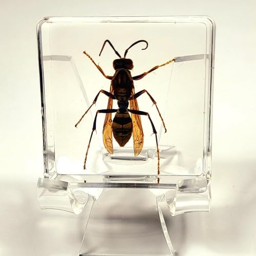 Image of 38mm Real Asian Hornet in Crystal Clear Lucite Resin Specimen Preserve Insect Bug Taxidermy Crafts Collection for Biology Science Education & Desk Ornament Display Supplies Small Paperweight