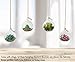 TQVAI 4 Pack Hanging Glass Globe Air Planter Terrarium Vase with 39 inch Sling (Not Included The Plants)