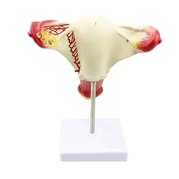 実践 卵管学 実践 卵管学 | 柴原 浩章 |本 | 通販 | Amazon