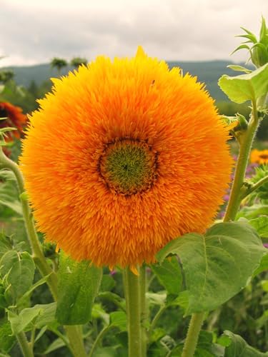 Image of Sungold Flower Seeds - Easy-to-Grow Golden Blooms for Gardens, Containers & Pollinator-Friendly (Pack Of 50+ Seed)