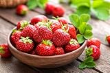 AC Wendy Strawberry Roots to Grow - Large and Delicious Red Strawberries - Healthy Rootstock (20 Plants)