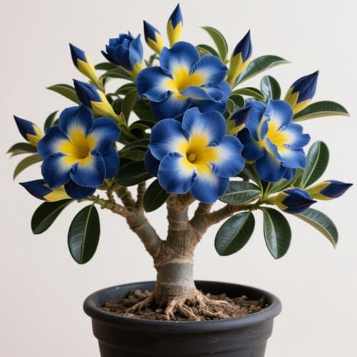 Adenium obesum/Rizomas rosa del desierto/Tenacidad | Espectaculares/Plantación en balcones o exteriores.-1 rizoma-j