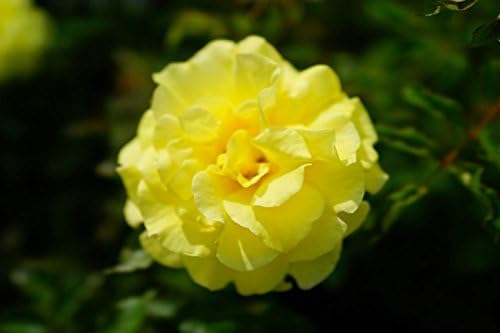 Amazon バラ苗 フリージア 角鉢新苗 木立バラ Fl 四季咲き 黄色 強香 バラ 苗 薔薇 初心者に超おすすめ フルーツ系 木立 Diy 工具 ガーデン