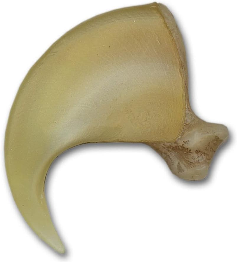 Mountain Lion Claw, 3-1/2", Finest Quality Resin Reproductions #514