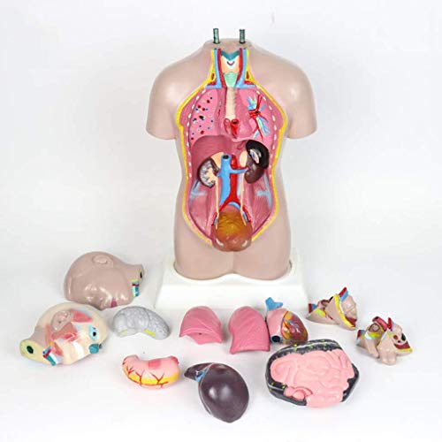 XYWGBMS Medical Models, Human Body Anatomy Model- 42CM Human Torso Visceral Anatomical Model -Detachable 13 Parts Bisexual Torso Models,for Medical Educational Training Aid