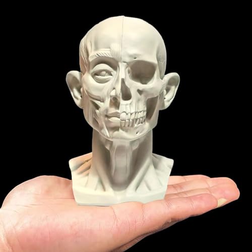 Generic H39-FBA Small Head Skull Model Anatomy, Anatomical Muscle Bone Human Head Model cover