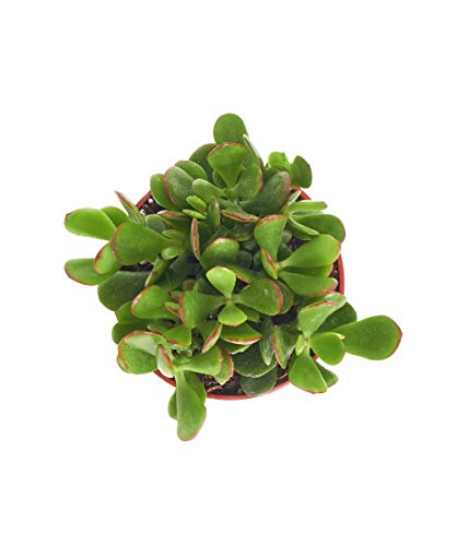 Shop Succulents | Crassula Ovata 'Jade Plant', Hand Selected For Health, Size & Readiness, 4" Pot #TOP7