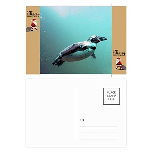 Pingouin de l'Antarctique cartes postales en lot de 20 pour écrire aux proches et décorer
