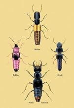 Buy Enlarge 0-587-17938-4C12X18 Beetles from Britain, Brazil, and North America no.2- Canvas Size C12X18
