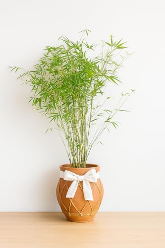 ATIRDA Chinese Golden Bamboo Live Plant | Lucky Feng Shui & Vastu Plant for Home, Garden & Outdoor Landscaping | Fast Growing Decorative Plant | Pack of 1 Healthy Plant