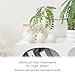 Qingbei Wool Dryer Balls Laundry Reusable, 100% Natural New Zealand Wool Balls for Dryer, 6 in 1 Pack (White)