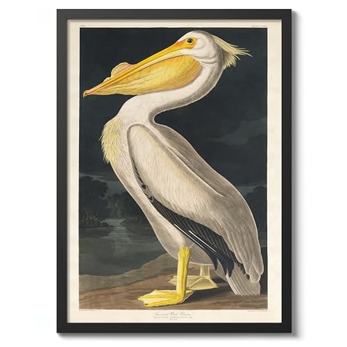 American White Pelican Poster John James Audubon Vintage Bird Illustration Antique Print Ornithology Art, Archival Matte, A3 (Black Frame) - 42x29.7cm
