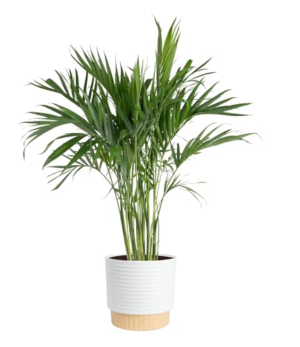 Costa Farms Cat Palm Live Plant in Decorative Pot, Large