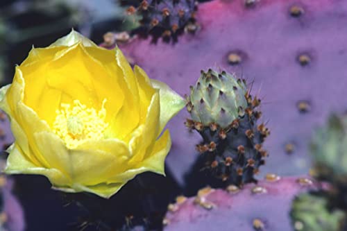 1 Purple Prickly Pear Cactus Pad, Prickly Pear Cactus Plant, Succullent Plant, 5 Inc To 7 Inc Tall, No Root #TOP3